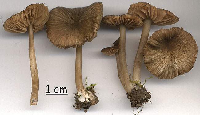 Entoloma longistriatum